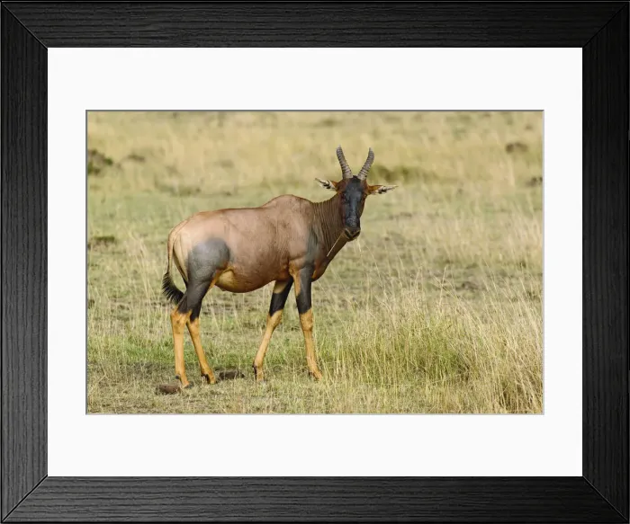 Framed Print : DDE-90019560 Framed Print : DDE-90019560