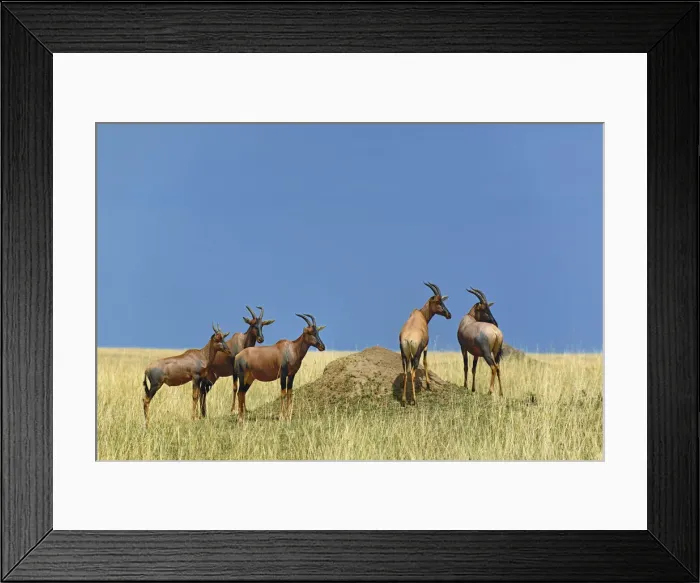 Framed Print : DDE-90019563 Framed Print : DDE-90019563