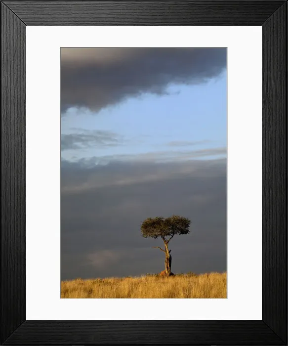 Framed Print : DDE-90019565 Framed Print : DDE-90019565