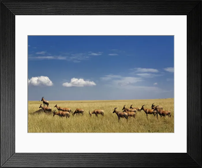 Framed Print : DDE-90019568 Framed Print : DDE-90019568