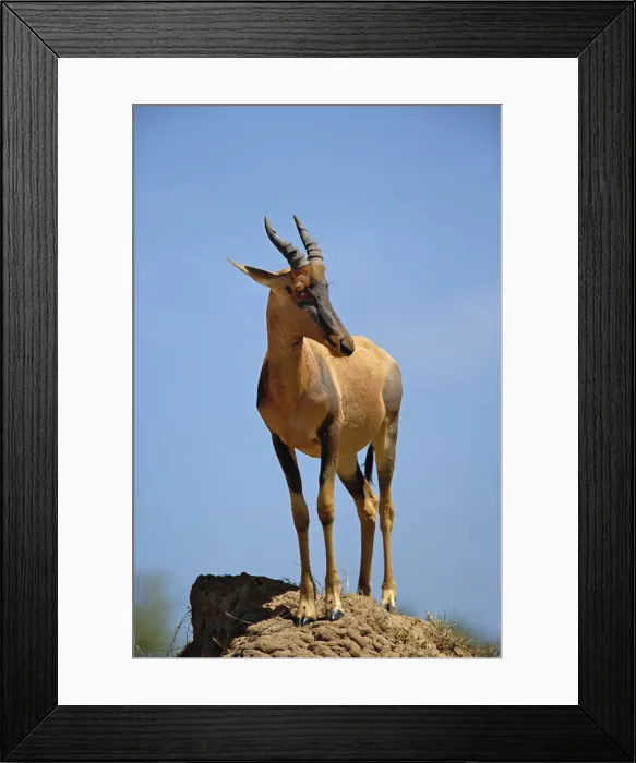 Framed Print : DDE-90019570 Framed Print : DDE-90019570
