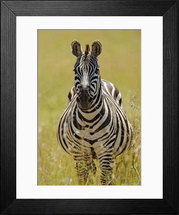 Framed Print : DDE-90019571 Framed Print : DDE-90019571