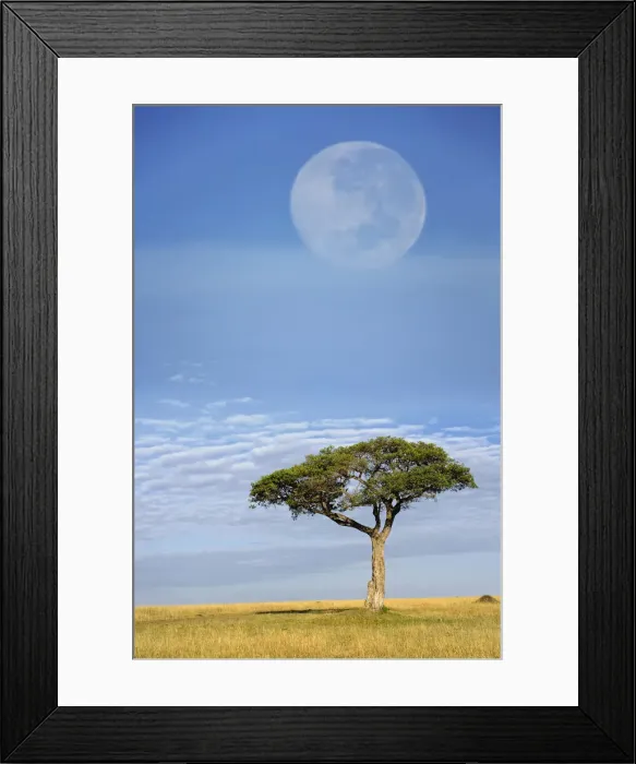Framed Print : DDE-90019574 Framed Print : DDE-90019574