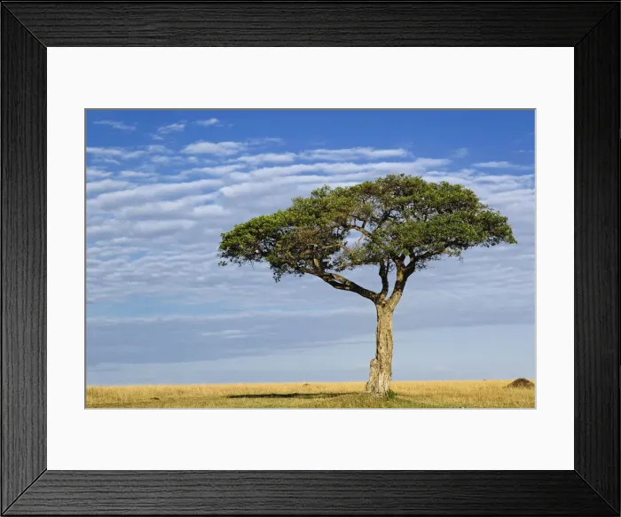 Framed Print : DDE-90019575 Framed Print : DDE-90019575