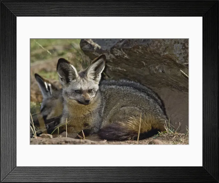 Framed Print : DDE-90019576 Framed Print : DDE-90019576