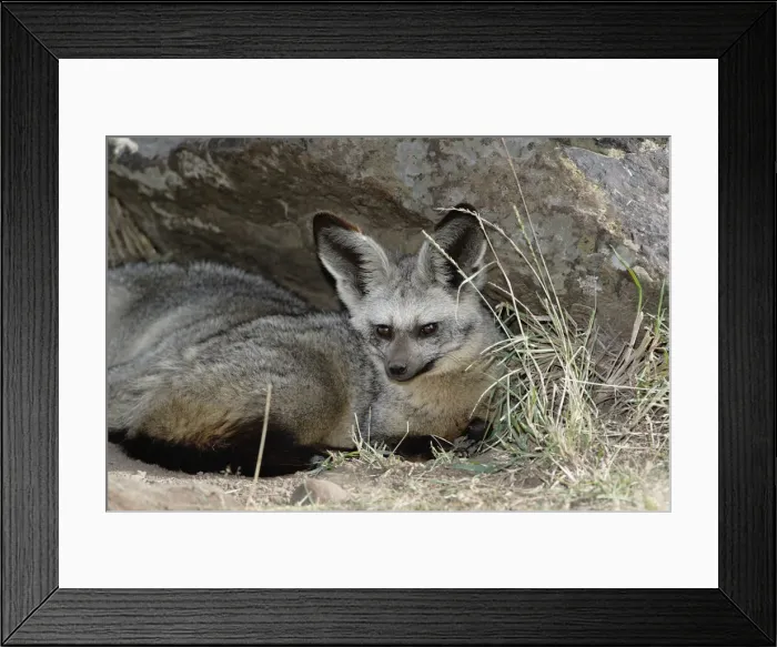 Framed Print : DDE-90019577 Framed Print : DDE-90019577