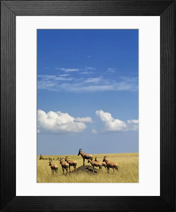 Framed Print : DDE-90019569 Framed Print : DDE-90019569