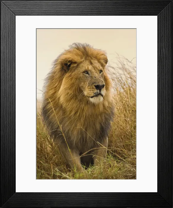 Framed Print : DDE-90019582 Framed Print : DDE-90019582