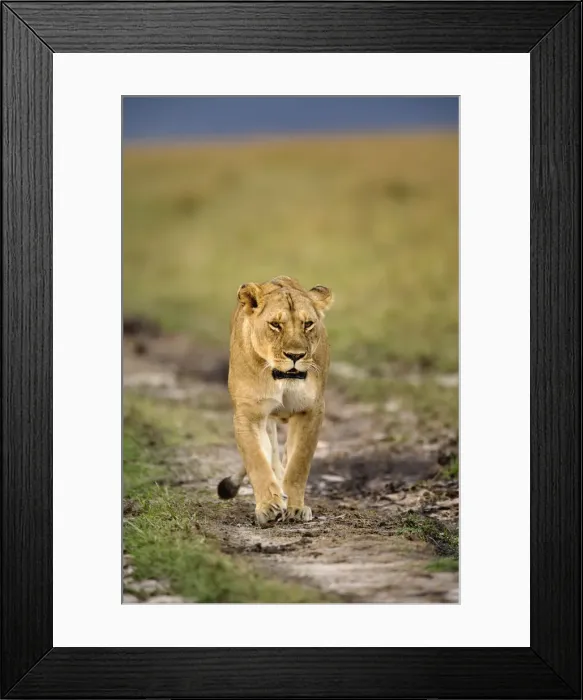 Framed Print : DDE-90019584 Framed Print : DDE-90019584