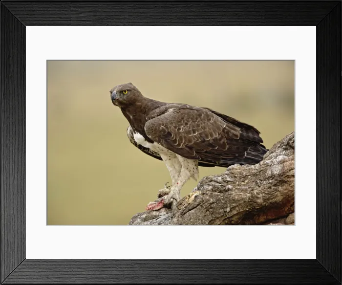 Framed Print : DDE-90019586 Framed Print : DDE-90019586