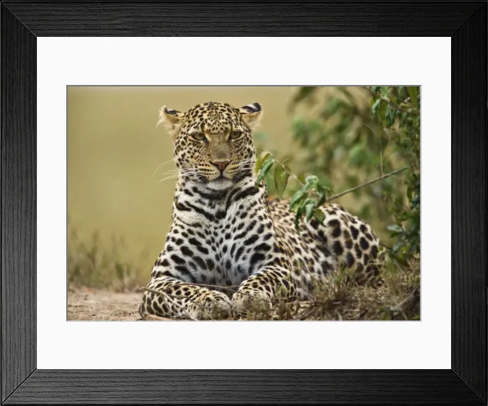 Framed Print : DDE-90019588 Framed Print : DDE-90019588