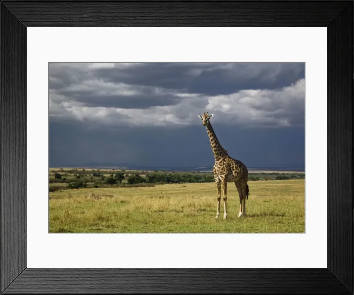 Framed Print : DDE-90019587 Framed Print : DDE-90019587