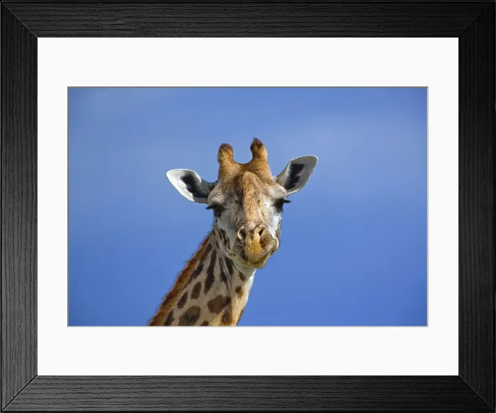 Framed Print : DDE-90019590 Framed Print : DDE-90019590