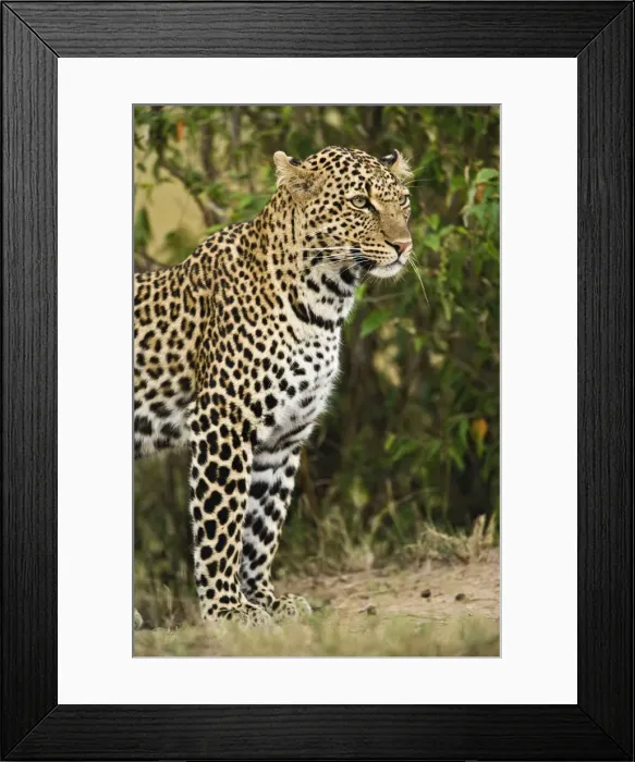 Framed Print : DDE-90019589 Framed Print : DDE-90019589