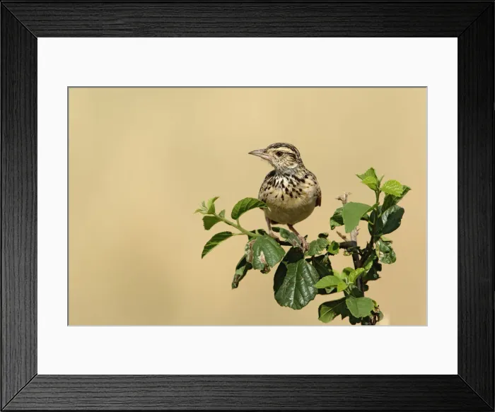 Framed Print : DDE-90019594 Framed Print : DDE-90019594