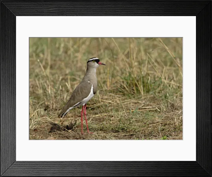 Framed Print : DDE-90019595