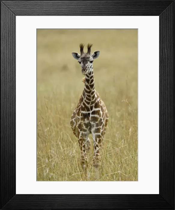 Framed Print : DDE-90019596 Framed Print : DDE-90019596