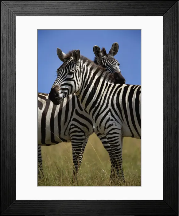 Framed Print : DDE-90019597 Framed Print : DDE-90019597