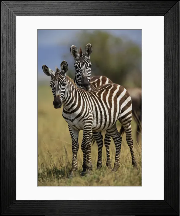 Framed Print : DDE-90019598 Framed Print : DDE-90019598