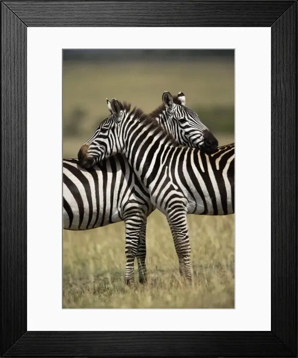 Framed Print : DDE-90019599 Framed Print : DDE-90019599