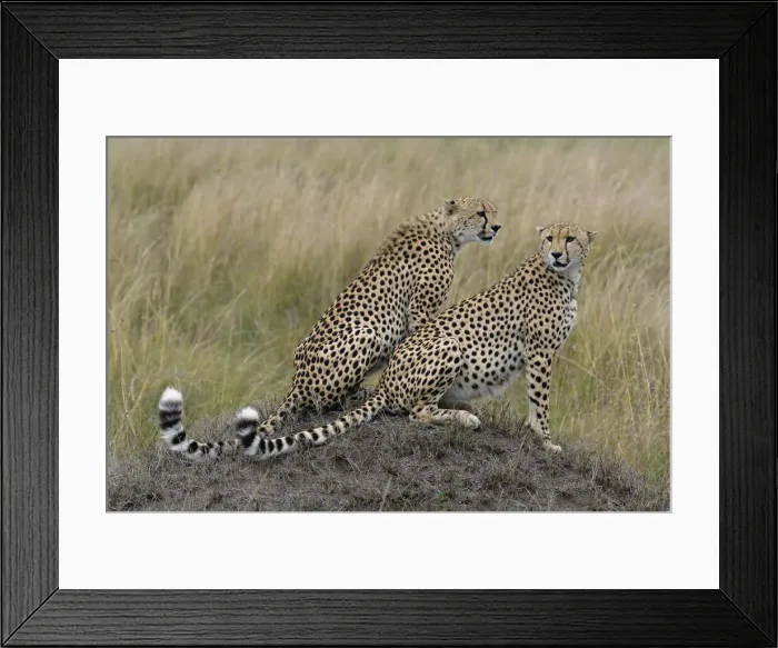 Framed Print : DDE-90019601 Framed Print : DDE-90019601