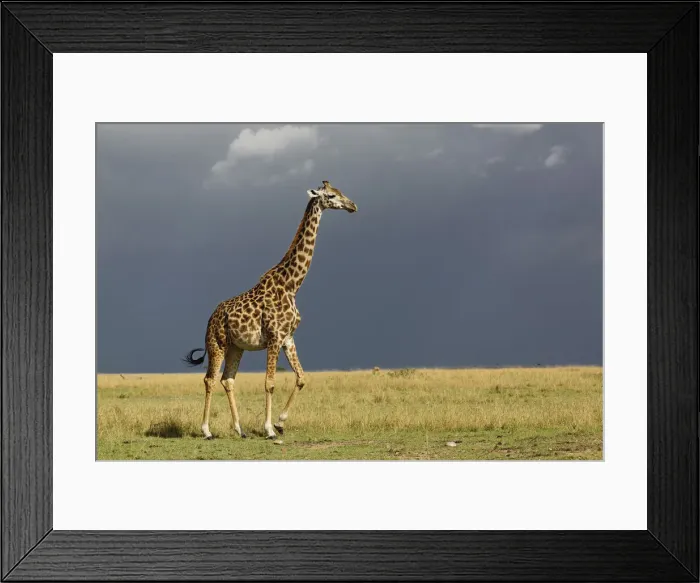 Framed Print : DDE-90019605 Framed Print : DDE-90019605