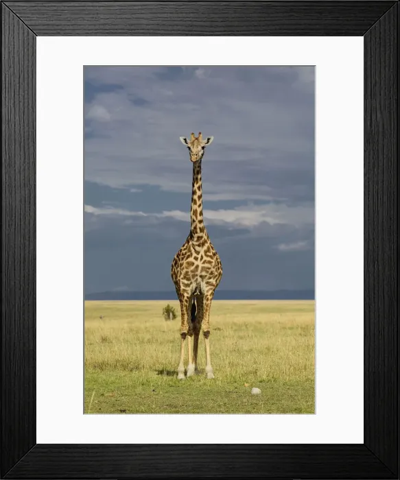 Framed Print : DDE-90019606 Framed Print : DDE-90019606