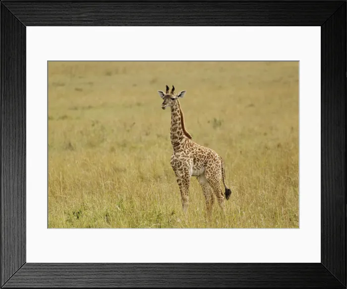 Framed Print : DDE-90019608 Framed Print : DDE-90019608
