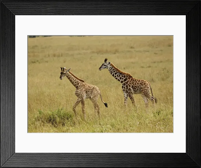 Framed Print : DDE-90019609 Framed Print : DDE-90019609