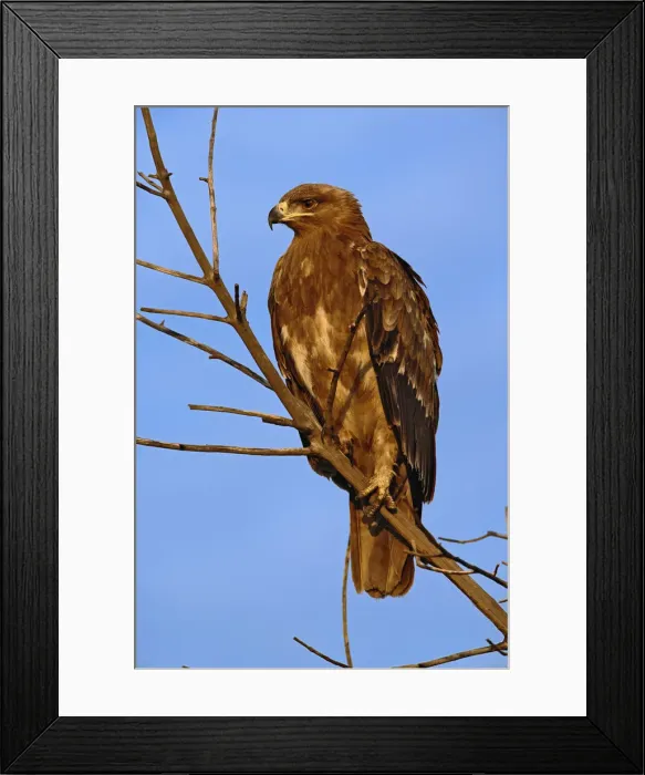 Framed Print : DDE-90019610 Framed Print : DDE-90019610
