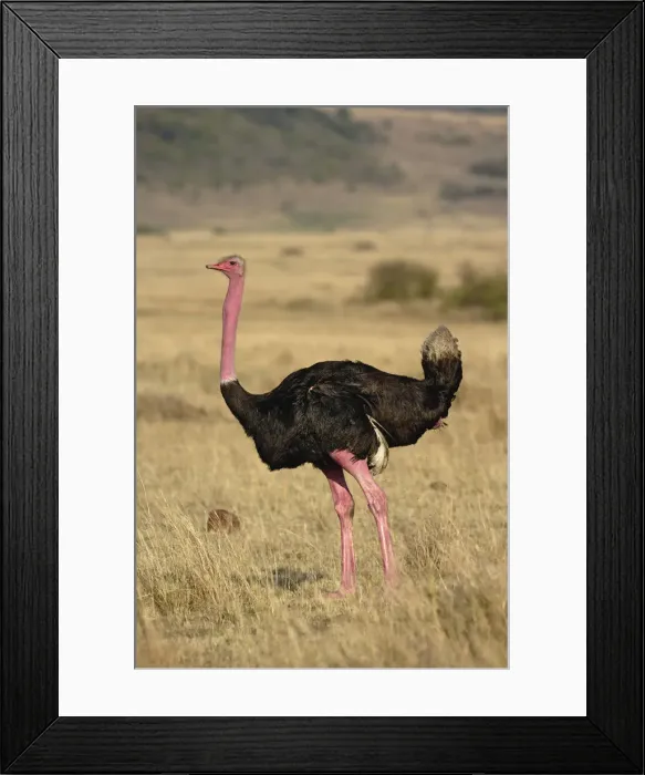 Framed Print : DDE-90019611 Framed Print : DDE-90019611