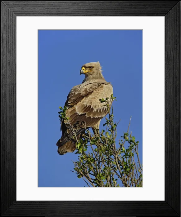 Framed Print : DDE-90019612 Framed Print : DDE-90019612