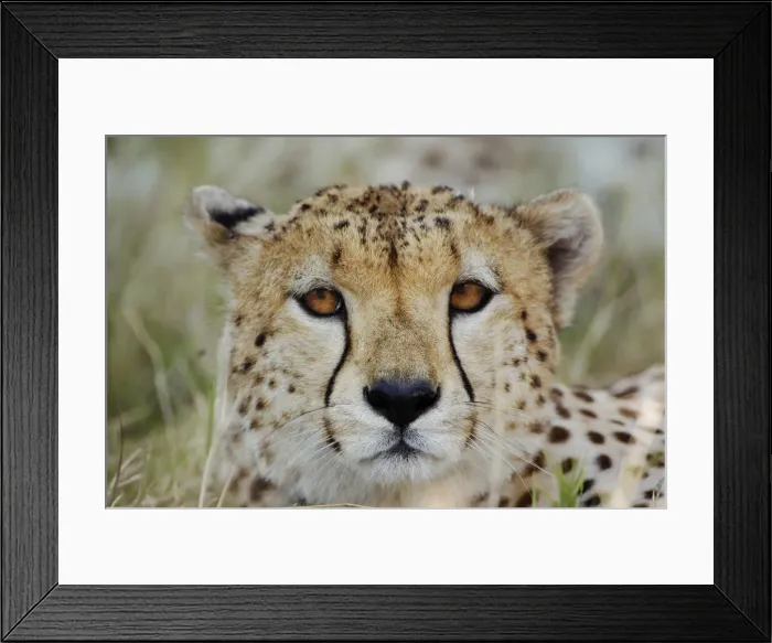 Framed Print : DDE-90019613 Framed Print : DDE-90019613