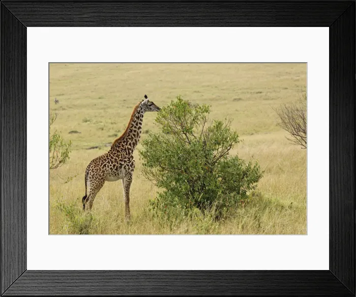 Framed Print : DDE-90019607 Framed Print : DDE-90019607
