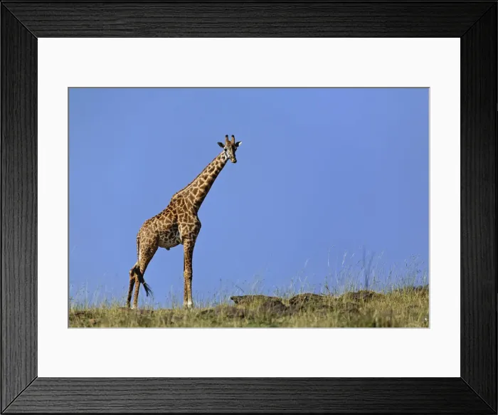 Framed Print : DDE-90019617 Framed Print : DDE-90019617
