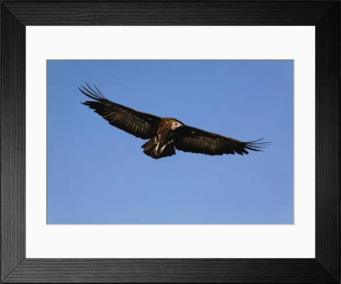 Framed Print : DDE-90019619 Framed Print : DDE-90019619