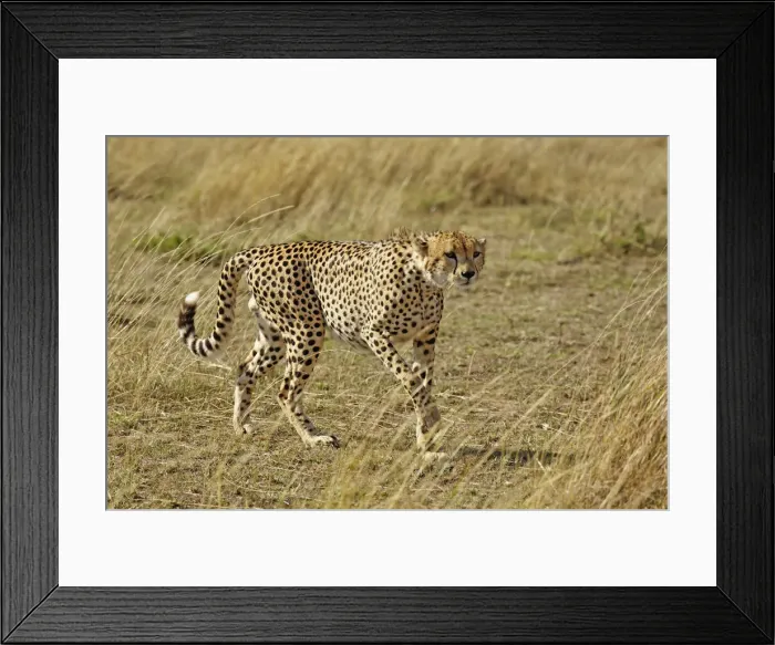 Framed Print : DDE-90019618