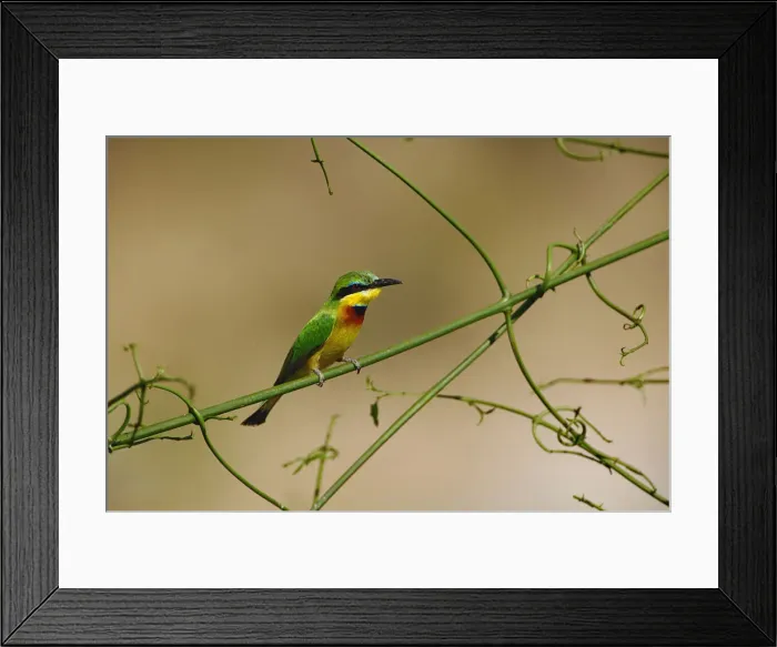 Framed Print : DDE-90019622 Framed Print : DDE-90019622