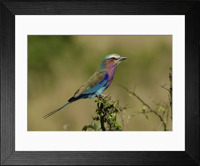 Framed Print : DDE-90019623