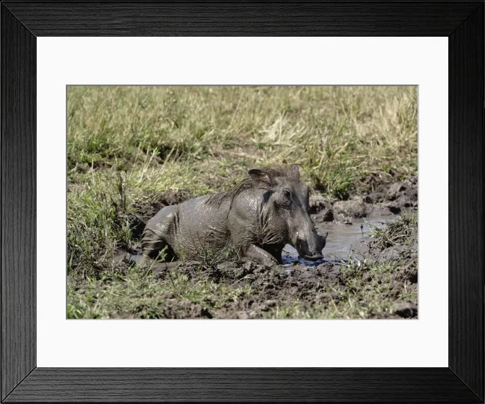 Framed Print : DDE-90019626 Framed Print : DDE-90019626