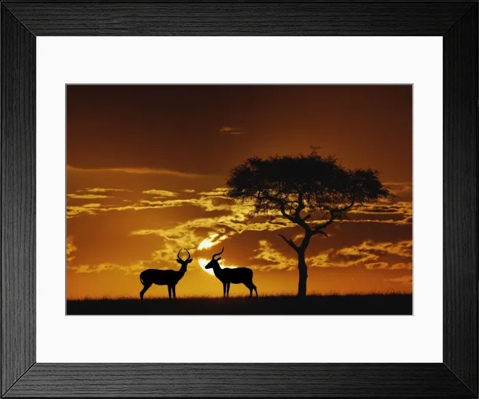 Framed Print : DDE-90019630 Framed Print : DDE-90019630