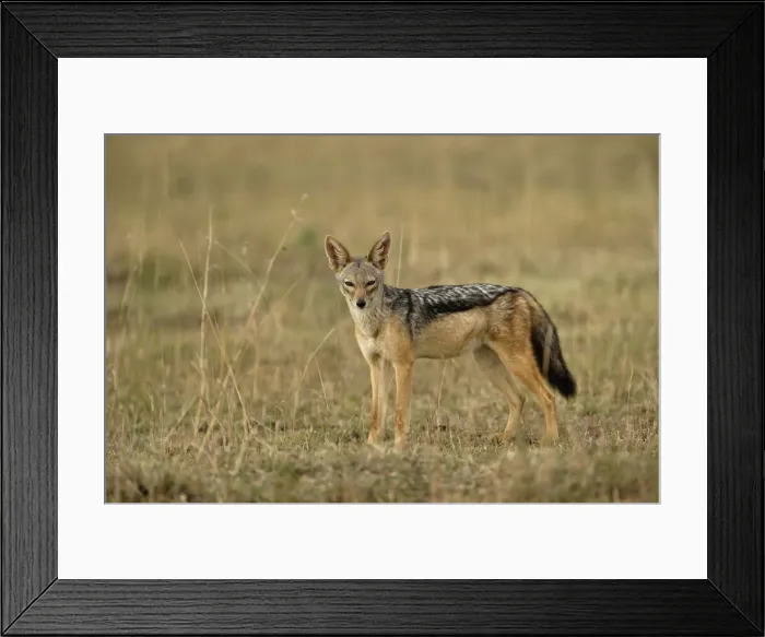 Framed Print : DDE-90019632 Framed Print : DDE-90019632