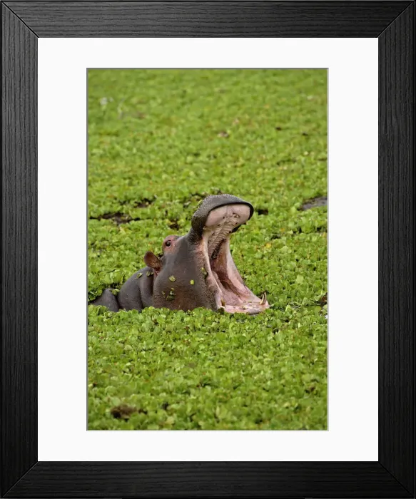 Framed Print : DDE-90019633 Framed Print : DDE-90019633