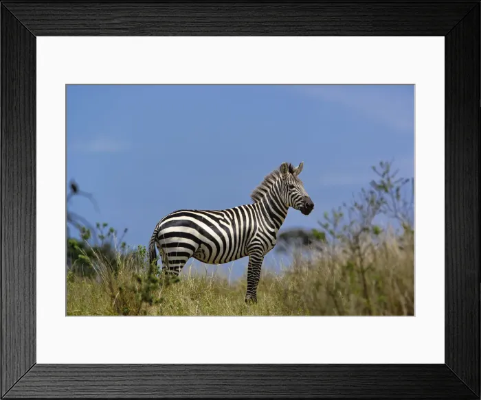 Framed Print : DDE-90019635 Framed Print : DDE-90019635