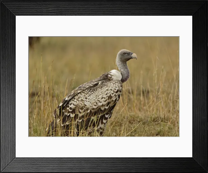 Framed Print : DDE-90019631 Framed Print : DDE-90019631