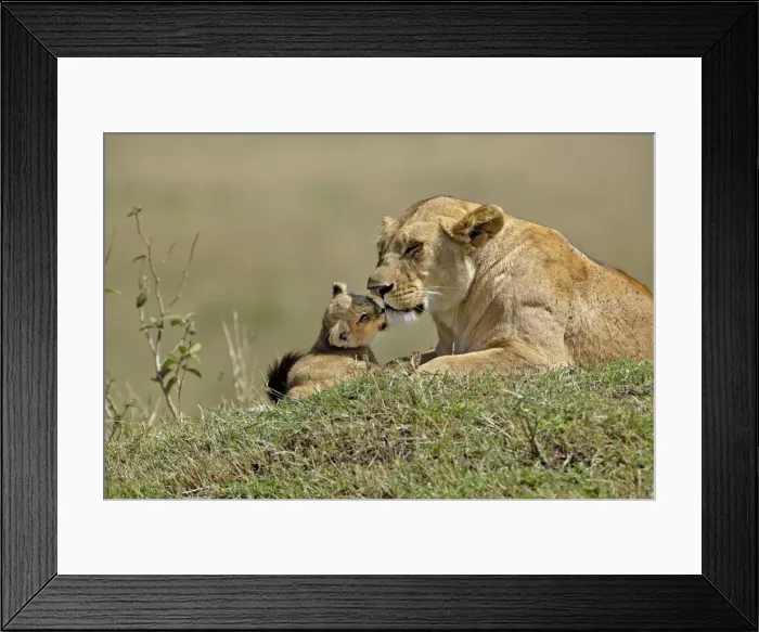 Framed Print : DDE-90019638 Framed Print : DDE-90019638