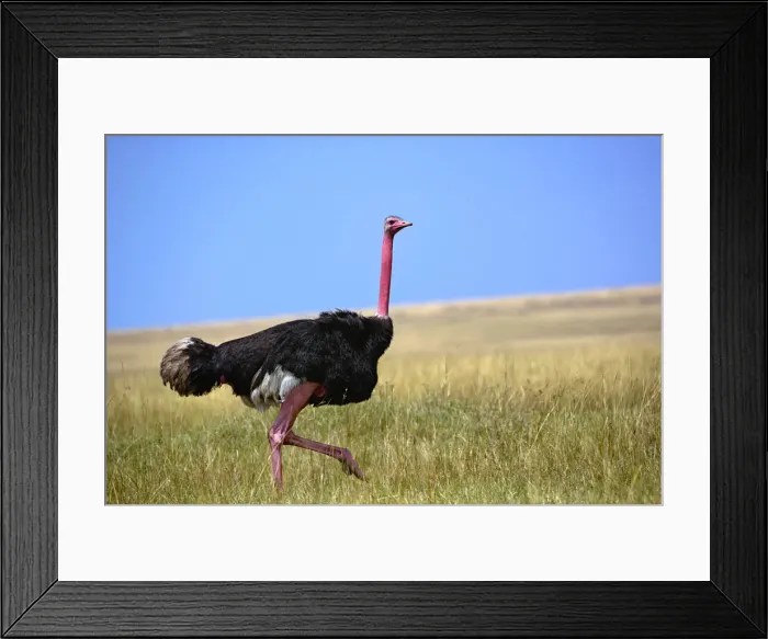 Framed Print : DDE-90019637 Framed Print : DDE-90019637