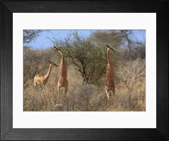 Framed Print : DDE-90019640