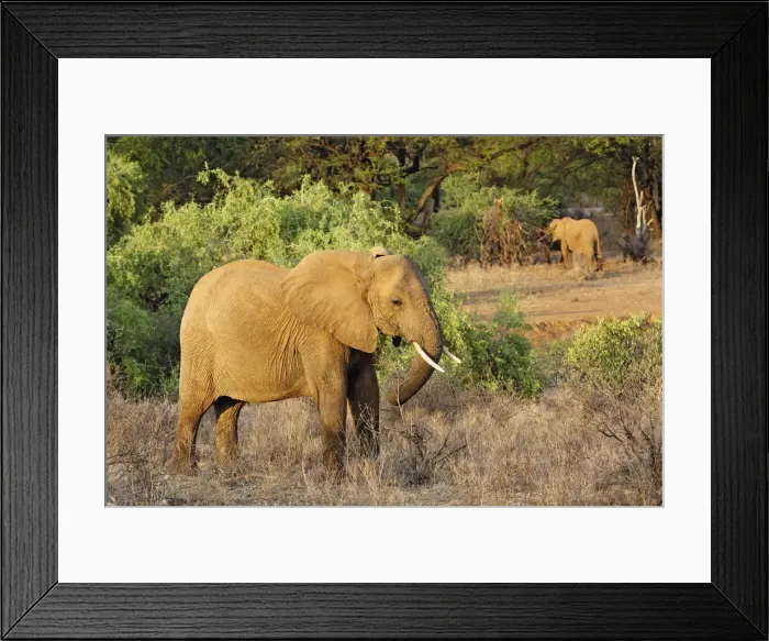 Framed Print : DDE-90019639 Framed Print : DDE-90019639