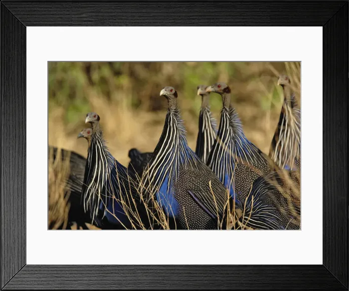 Framed Print : DDE-90019641 Framed Print : DDE-90019641